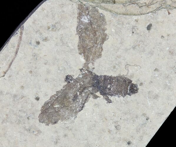 Fossil March Fly (Plecia) - Green River Formation #65108